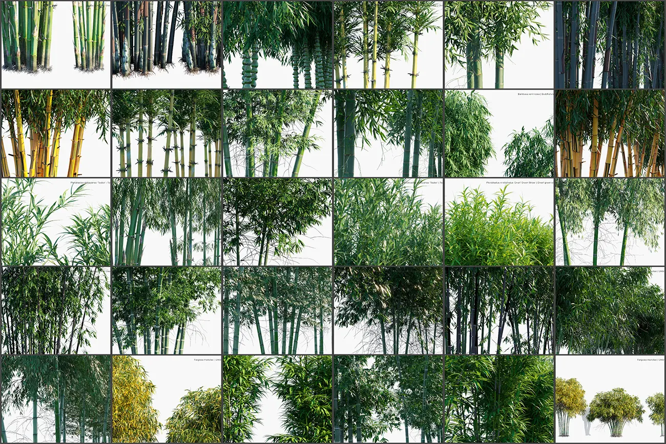 绿色环保写实竹林竹枝3D模型库_集成常见与罕见竹品种_动画游戏及可视化专用文件bamboo plant c4d model